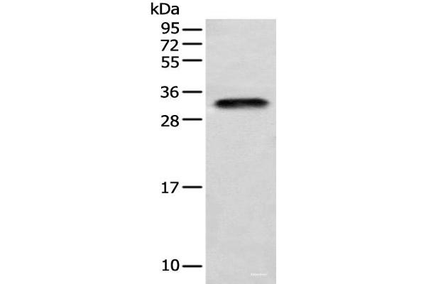 LYPD4 anticorps