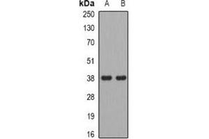 Western blot analysis of ADH5 expression in U251 (A), U937 (B) whole cell lysates. (ADH5 anticorps)