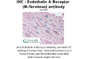 Image no. 1 for anti-Endothelin Receptor Type A (EDNRA) (Extracellular Domain), (N-Term) antibody (ABIN1734025) (Endothelin-1 Receptor anticorps  (Extracellular Domain, N-Term))