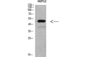 Western Blot analysis of HEPG2 cells using TRAF1 Polyclonal Antibody diluted at 1:500. (TRAF1 anticorps  (AA 191-240))