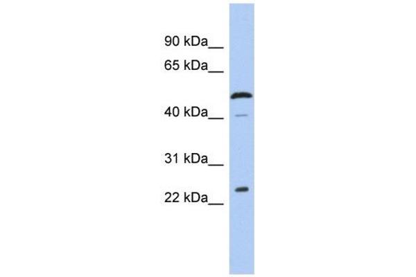 Chromosome 1 Open Reading Frame 190 (C1orf190) (Middle Region) anticorps