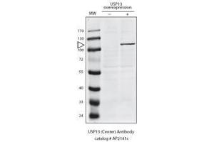 Detection of USP13 in HeLa cells expressing exogenous USP13 by anti-USP13 Pab. (USP13 anticorps  (N-Term))