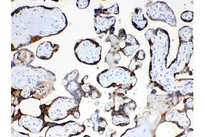 IHC analysis of TFPI2 using anti- TFPI2 antibody . (TFPI2 anticorps  (N-Term))