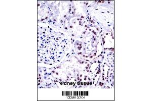NONO Antibody immunohistochemistry analysis in formalin fixed and paraffin embedded human kidney tissue followed by peroxidase conjugation of the secondary antibody and DAB staining. (NONO anticorps  (N-Term))