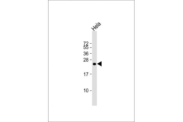 IL17B anticorps  (AA 39-66)