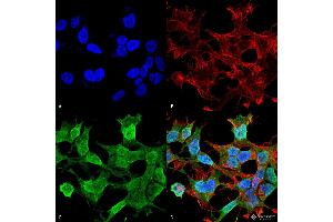 Immunocytochemistry/Immunofluorescence analysis using Mouse Anti-Neuroligin 1 Monoclonal Antibody, Clone S97A-31 . (Neuroligin 1 anticorps  (AA 718-843) (Atto 488))