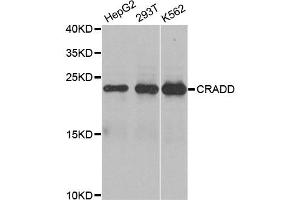Western blot analysis of extracts of various cell lines, using CRADD antibody. (CRADD anticorps)