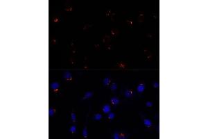 Immunofluorescence analysis of L929 cells using GOLG antibody (ABIN7267496) at dilution of 1:100. (GOLGA5 anticorps  (AA 1-300))