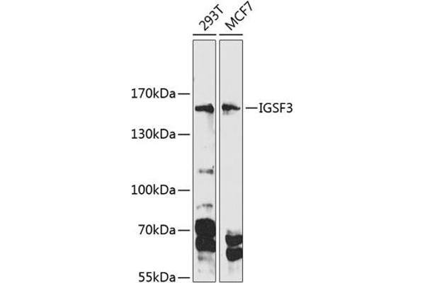 IGSF3 anticorps  (AA 350-562)