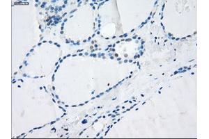 Immunohistochemistry (IHC) image for anti-Leukotriene A4 Hydrolase (LTA4H) antibody (ABIN1499214) (LTA4H anticorps)