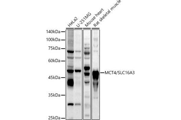 SLC16A3 anticorps  (AA 371-465)