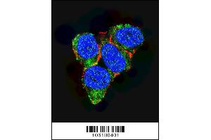 Confocal immunofluorescent analysis of p21 (CDKN1A) Antibody with 293 cell followed by Alexa Fluor 488-conjugated goat anti-rabbit lgG (green). (p21 anticorps  (C-Term))