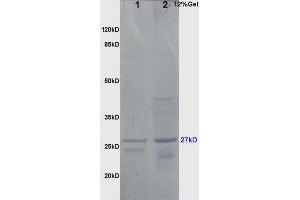 SDS-PAGE (SDS) image for anti-Heat Shock 27kDa Protein 1 (HSPB1) (AA 101-205) antibody (ABIN672441)