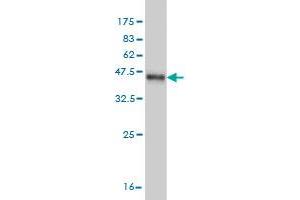 Western Blotting (WB) image for anti-FK506 Binding Protein 4, 59kDa (FKBP4) (AA 301-410) antibody (ABIN560907)