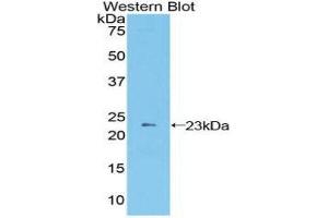 Western Blotting (WB) image for anti-Advanced Glycosylation End Product-Specific Receptor (AGER) (AA 10-188) antibody (ABIN1857942) (RAGE anticorps  (AA 10-188))