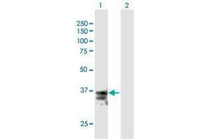 Western Blot analysis of FASLG expression in transfected 293T cell line by FASLG MaxPab polyclonal antibody. (FASL anticorps  (AA 1-281))