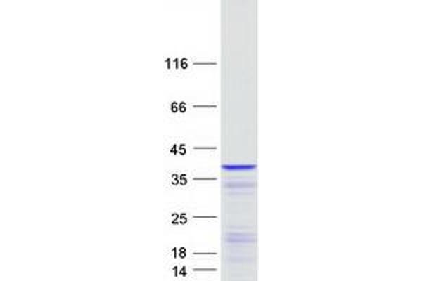 Leng1 Protein (Myc-DYKDDDDK Tag)