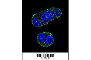 Confocal immunofluorescent analysis of FOLH1 Antibody with ZR-75-1 cell followed by Alexa Fluor 488-conjugated goat anti-rabbit lgG (green). (PSMA anticorps  (N-Term))