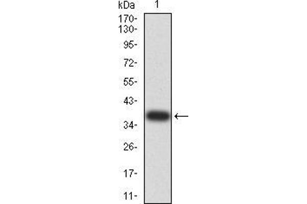 KLF2 anticorps  (AA 251-355)