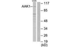 Western blot analysis of extracts from COS7 cells, using AAK1 Antibody. (AAK1 anticorps  (AA 271-320))