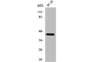 Western Blot analysis of HT29 cells using GATA-1 Polyclonal Antibody (GATA1 anticorps)