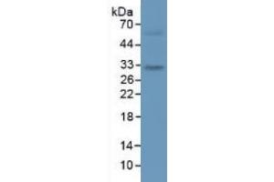 Western Blotting (WB) image for Interleukin 33 (IL33) ELISA Kit (ABIN6720510)