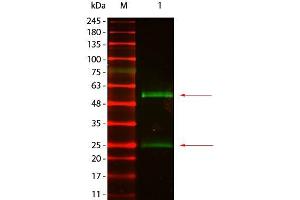 Western Blot of Goat anti-Mouse IgG Antibody DyLight 800 Conjugated Pre-absorbed. (Chèvre anti-Souris IgG Anticorps (DyLight 800) - Preadsorbed)