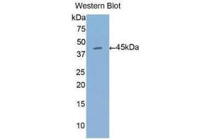 Western Blotting (WB) image for anti-Annexin A1 (ANXA1) (AA 1-346) antibody (ABIN5661974) (Annexin a1 anticorps  (AA 1-346))
