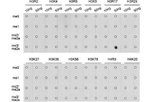 Dot-blot analysis of all sorts of methylation peptides using Symmetric DiMethyl-Histone H3-R17 antibody (ABIN3017470, ABIN3017471, ABIN3017472 and ABIN6220102). (Histone 3 anticorps  (H3R17me2))