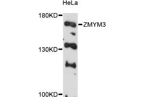 Western blot analysis of extracts of HeLa cells, using ZMYM3 antibody (ABIN6291075) at 1:3000 dilution. (ZMYM3 anticorps)