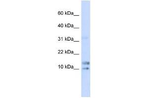 Western Blotting (WB) image for anti-Interleukin 15 (IL15) antibody (ABIN2459939) (IL-15 anticorps)