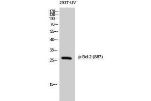 Western Blotting (WB) image for anti-B-Cell CLL/lymphoma 2 (BCL2) (pSer87) antibody (ABIN3173227) (Bcl-2 anticorps  (pSer87))