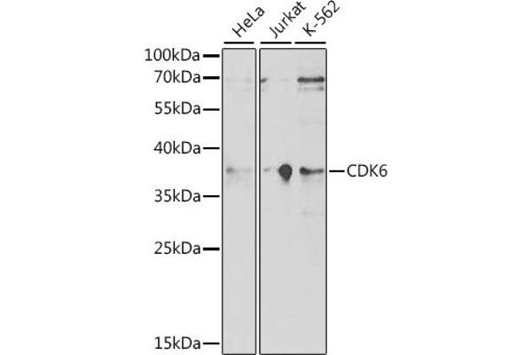 CDK6 anticorps  (AA 1-326)