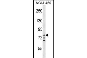 Western blot analysis in NCI-H460 cell line lysates (35ug/lane). (ARNT anticorps  (AA 513-544))