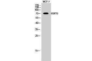 Western Blotting (WB) image for anti-Heat Shock Protein 70 (HSP70) (Internal Region) antibody (ABIN3185097) (HSP70 anticorps  (Internal Region))