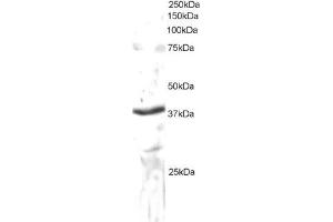 Western Blotting (WB) image for anti-Sec61 alpha 1 Subunit (SEC61A1) (C-Term) antibody (ABIN2465299) (SEC61A1 anticorps  (C-Term))