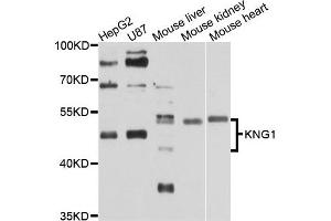 Western blot analysis of extracts of various cell lines, using KNG1 antibody. (KNG1 anticorps)
