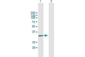 Western Blot analysis of NAT1 expression in transfected 293T cell line by NAT1 MaxPab polyclonal antibody. (NAT1 anticorps  (AA 1-290))
