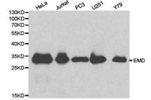 Western Blotting (WB) image for anti-Emerin (EMD) antibody (ABIN1872528) (Emerin anticorps)