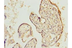Immunohistochemistry of paraffin-embedded human placenta tissue using ABIN7165742 at dilution of 1:100 (LIX1 anticorps  (AA 1-282))