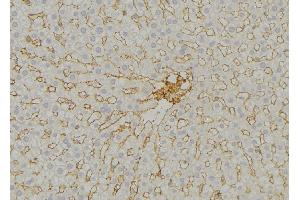 ABIN6279542 at 1/100 staining Mouse liver tissue by IHC-P. (IMMP2L anticorps  (Internal Region))