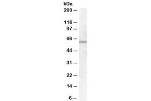 Western blot testing of HepG2 cell lysate with FZD7 antibody at 0. (FZD7 anticorps)
