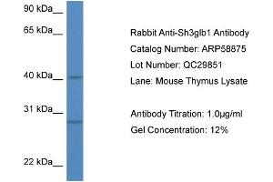 Western Blotting (WB) image for anti-SH3-Domain GRB2-Like Endophilin B1 (SH3GLB1) (N-Term) antibody (ABIN786016) (SH3GLB1 anticorps  (N-Term))