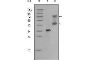Western Blotting (WB) image for anti-Ret Proto-Oncogene (RET) (AA 896-1063) antibody (ABIN2464099) (Ret Proto-Oncogene anticorps  (AA 896-1063))