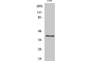 Western Blot analysis of various cells using LAT Polyclonal Antibody. (LAT anticorps)