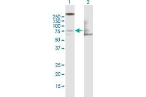 Western Blot analysis of LIMK1 expression in transfected 293T cell line by LIMK1 MaxPab polyclonal antibody. (LIM Domain Kinase 1 anticorps  (AA 1-647))