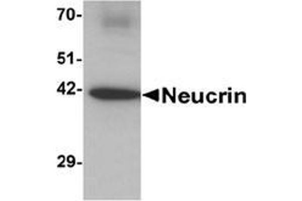 DRAXIN anticorps  (C-Term)