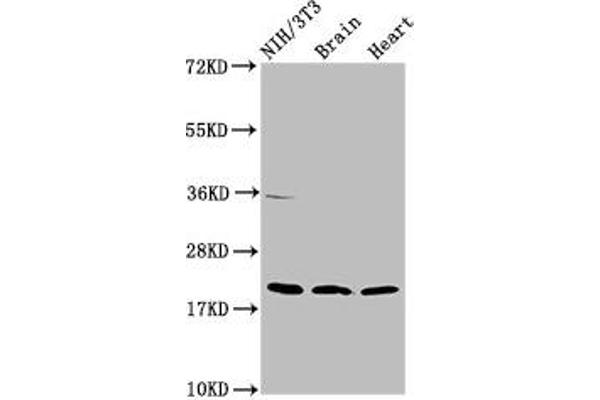NDUFB8 anticorps  (AA 29-132)