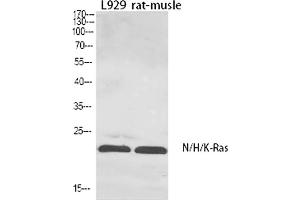 Western Blot analysis of L929 (1), Rat-musle (2), diluted at 1:1000. (N/H/K-Ras (AA 10-90) anticorps)