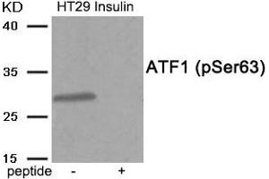 Western blot analysis of extracts from HT29 cells treated with Insulin using Phospho-ATF1 (Ser63) antibody. (AFT1 anticorps  (pSer63))